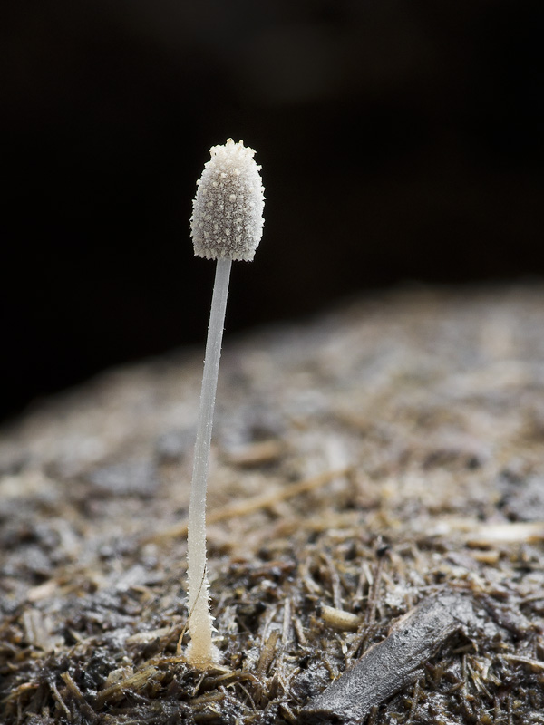 Coprinopsis cordispora